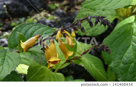 Matsumurasou, a beautiful flower with yellow, tubular flowers arranged in spike-like inflorescences, grows wild in the riverside wetlands of Iriomote Island and Ishigaki Island. Matsumurasou, a beautiful flower with yellow, tubular flowers arranged in spike-like inflorescences, grows wild in the riverside wetlands of Iriomote Island and Ishigaki Island. 141408434