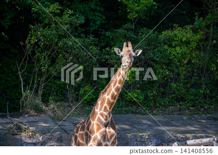 Reticulated giraffe Reticulated giraffe 141408556