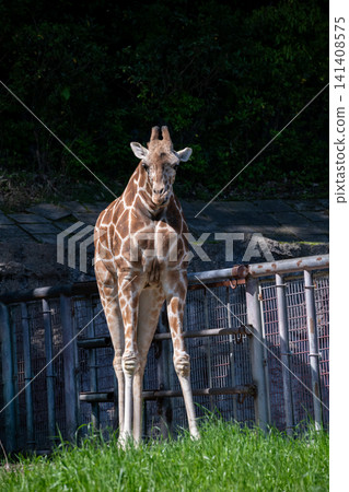 Reticulated giraffe 141408575