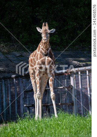Reticulated giraffe 141408576