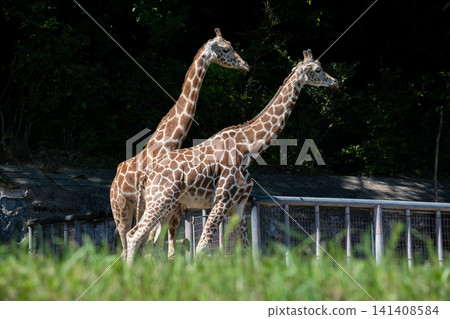 Reticulated giraffe Reticulated giraffe 141408584