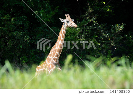 Reticulated giraffe Reticulated giraffe 141408590