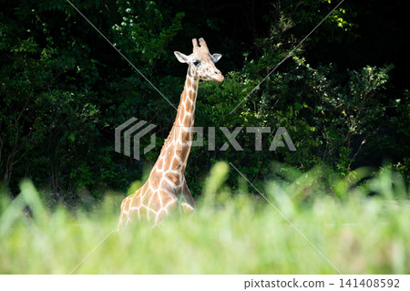 Reticulated giraffe 141408592