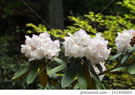 The narrow-leaved rhododendron, with its beautiful white flowers arranged in racemes, is native to central Honshu. The narrow-leaved rhododendron, with its beautiful white flowers arranged in racemes, is native to central Honshu. 141408904