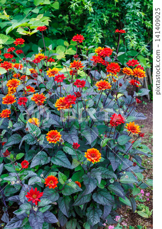 Vibrant Heliopsis 'Bleeding Heart' flowers blooming in the garden Vibrant Heliopsis 'Bleeding Heart' flowers blooming in the garden 141409025