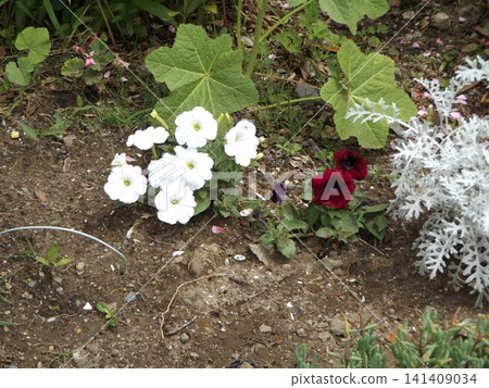 小島花園裡生長的白色矮牽牛花 小島花園裡生長的白色矮牽牛花 141409034