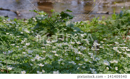 Nirinsou 141409340