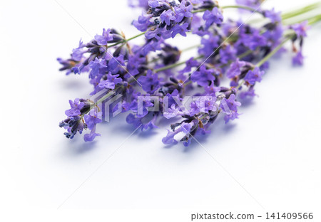 Lavender flowers creating relaxing aromatherapy herbal concept Lavender flowers creating relaxing aromatherapy herbal concept 141409566