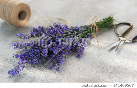 Fresh lavender bunch with scissors and twine preparing Fresh lavender bunch with scissors and twine preparing 141409567