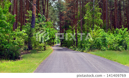 The beautiful coniferous forest view The beautiful coniferous forest view 141409769