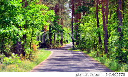 The beautiful coniferous forest view The beautiful coniferous forest view 141409770