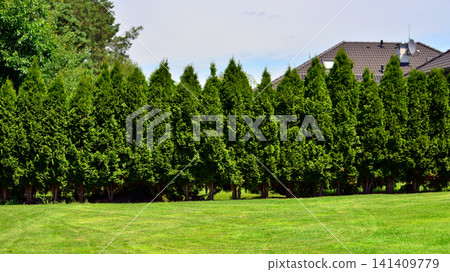Green lawn with a thuja hedge in a backyard garden Green lawn with a thuja hedge in a backyard garden 141409779