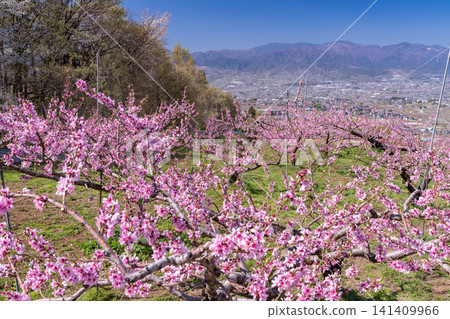 A spring landscape with a peach blossom garden in full bloom overlooking the Kofu Basin. A spring landscape with a peach blossom garden in full bloom overlooking the Kofu Basin. 141409966