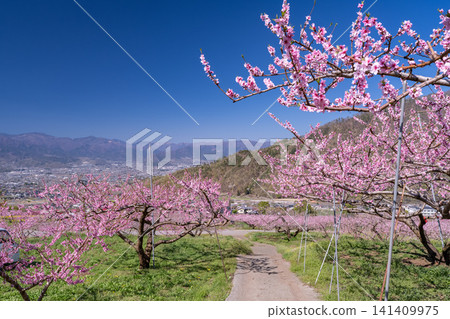 春意盎然,桃花盛開的花園俯瞰著甲府盆地。 春意盎然,桃花盛開的花園俯瞰著甲府盆地。 141409975