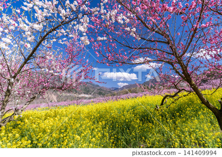 A spring landscape with a peach blossom garden in full bloom overlooking the Kofu Basin. A spring landscape with a peach blossom garden in full bloom overlooking the Kofu Basin. 141409994