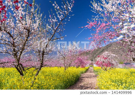 春意盎然,桃花盛開的花園俯瞰著甲府盆地。 春意盎然,桃花盛開的花園俯瞰著甲府盆地。 141409996