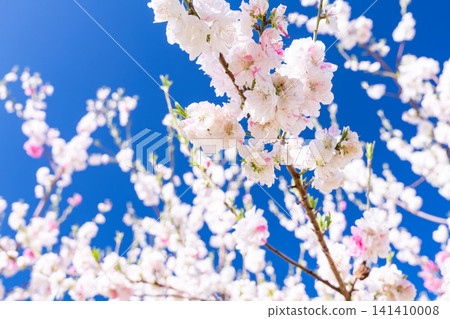 春意盎然,桃花盛開的花園俯瞰著甲府盆地。 春意盎然,桃花盛開的花園俯瞰著甲府盆地。 141410008