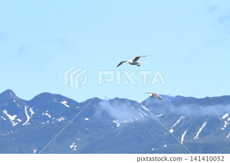 Seagulls flying over the Shiretoko mountain range under a clear blue sky. Seagulls flying over the Shiretoko mountain range under a clear blue sky. 141410052