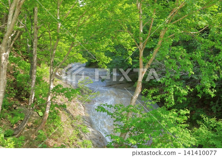 The pristine scenery of the Kamuiwakka River flowing through the fresh greenery. The pristine scenery of the Kamuiwakka River flowing through the fresh greenery. 141410077