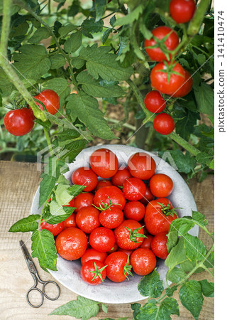 Cherry tomato harvest Cherry tomato harvest 141410474