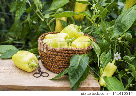 Yellow bell pepper Yellow bell pepper 141410514