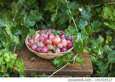 Gooseberry Gooseberry 141410517