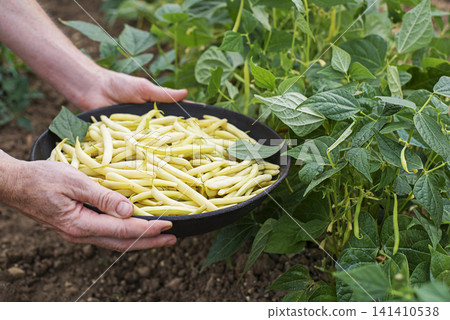 String beans String beans 141410538