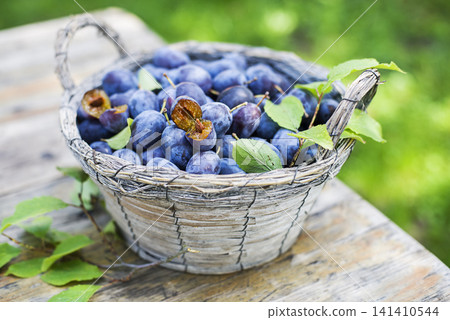 Plums harvest 141410544