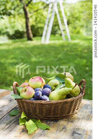 Fruit basket harvest Fruit basket harvest 141410546