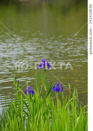 Irises beautifully reflected on the shimmering surface of the pond: Jodo Garden of Shiramizu Amida-do, Iwaki City, Fukushima Prefecture Irises beautifully reflected on the shimmering surface of the pond: Jodo Garden of Shiramizu Amida-do, Iwaki City, Fukushima Prefecture 141410636