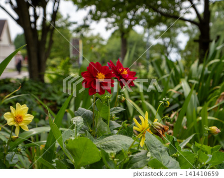 A close-up of a park flowerbed adorned with red and yellow flowers. 141410659