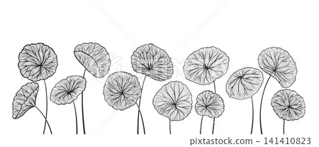 Hand drawn cartoon style set of Centella asiatica stems and leaves Gotu kola asiatic herb background Hand drawn cartoon style set of Centella asiatica stems and leaves Gotu kola asiatic herb background 141410823