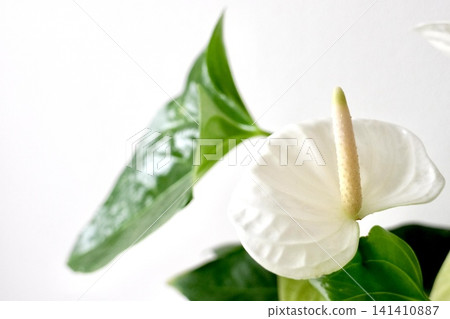 White Anthuriums grown indoors White Anthuriums grown indoors 141410887