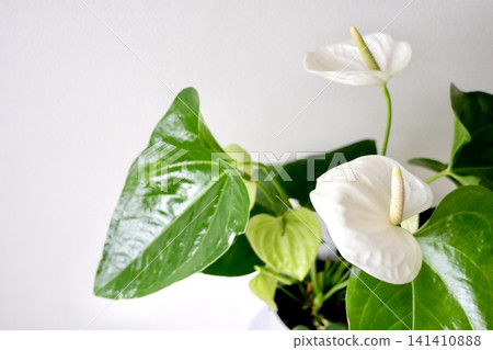 White anthurium and green leaves White anthurium and green leaves 141410888