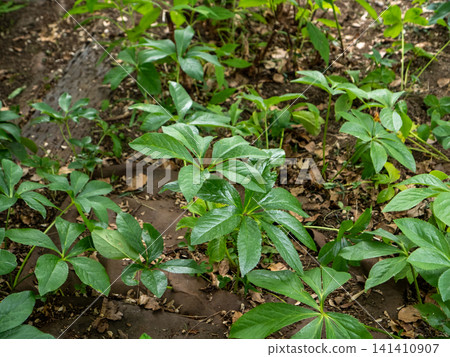 A close-up photograph of a plant with dark green leaves. 141410907