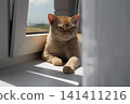 Relaxed ginger cat resting on sunny windowsill at home 141411216