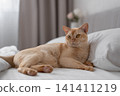 European Burmese cat resting on white bed in cozy bedroom 141411219