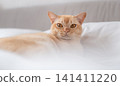 European Burmese cat portrait on white bed in cozy bedroom 141411220