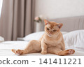 European Burmese cat sitting on white bed in cozy modern bedroom 141411221