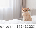European Burmese cat sitting on bed in bright cozy bedroom 141411223