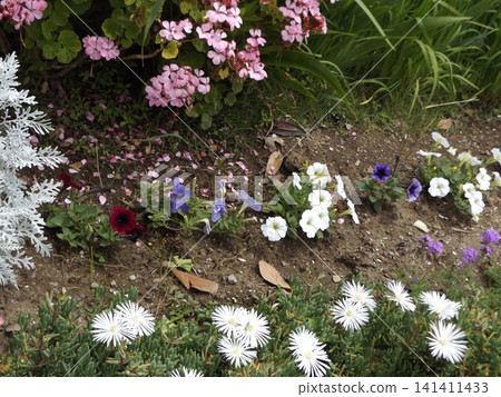 矮牽牛花、冰草花、天竺葵花 矮牽牛花、冰草花、天竺葵花 141411433