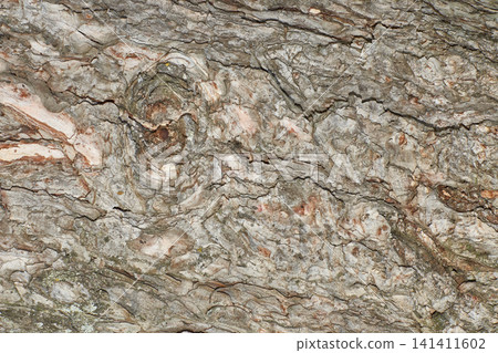 Textured tree bark background. Close up of old brown trunk. Rugged grey bark backdrop with knot. Textured tree bark background. Close up of old brown trunk. Rugged grey bark backdrop with knot. 141411602
