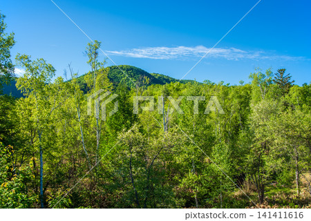 Fresh green scenery around Ichinose Park in Norikura Plateau (Matsumoto City, Nagano Prefecture) Fresh green scenery around Ichinose Park in Norikura Plateau (Matsumoto City, Nagano Prefecture) 141411616