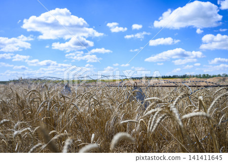 Wheat field with dragon teeth and barbed wire in Ukraine 141411645