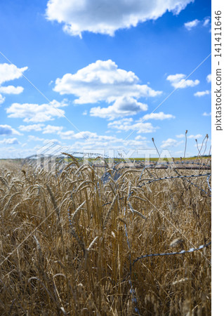 Dragon teeth and barbed wire protecting wheat field in Ukraine Dragon teeth and barbed wire protecting wheat field in Ukraine 141411646