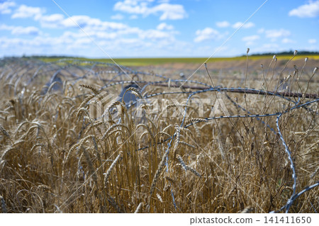 Golden wheat field with barbed wire in background Ukraine Golden wheat field with barbed wire in background Ukraine 141411650