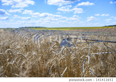 Dragon teeth and barbed wire protecting wheat field in Ukraine Dragon teeth and barbed wire protecting wheat field in Ukraine 141411651
