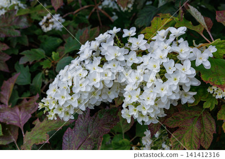 Close-up of beautifully blooming Hydrangea macrophylla flowers on a roadside in Satoyama Close-up of beautifully blooming Hydrangea macrophylla flowers on a roadside in Satoyama 141412316