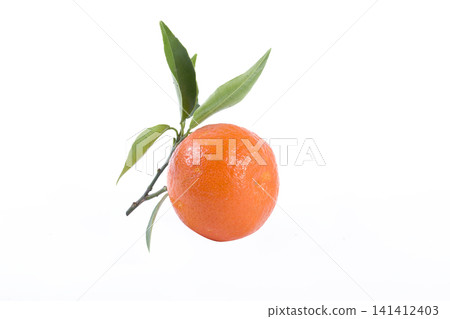 fresh mandarines isolated on white background. Oranges are arranged in rows. Placed on a white background. fresh mandarines isolated on white background. Oranges are arranged in rows. Placed on a white background. 141412403