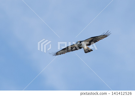 Flying Flying Osprey Flying Flying Osprey 141412526